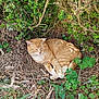 cat, ginger_cat, sleeping, nature, outdoor, greenery, bushes, twigs, leaves, sunlight, animal, fur, resting, peaceful, wildlife, ground, plant, shadows, daylight, relaxing
