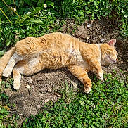 Paprika participe au concours pour gagner de l'argent avec cette photo : cat, orange_cat, sleeping, outdoor, grass, dirt, flowers, sunlight, pet, animal, relaxing, nature, fur, whiskers, paws, garden, greenery, peaceful, resting, daytime