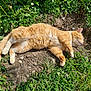 cat, orange_cat, sleeping, outdoor, grass, dirt, flowers, sunlight, pet, animal, relaxing, nature, fur, whiskers, paws, garden, greenery, peaceful, resting, daytime