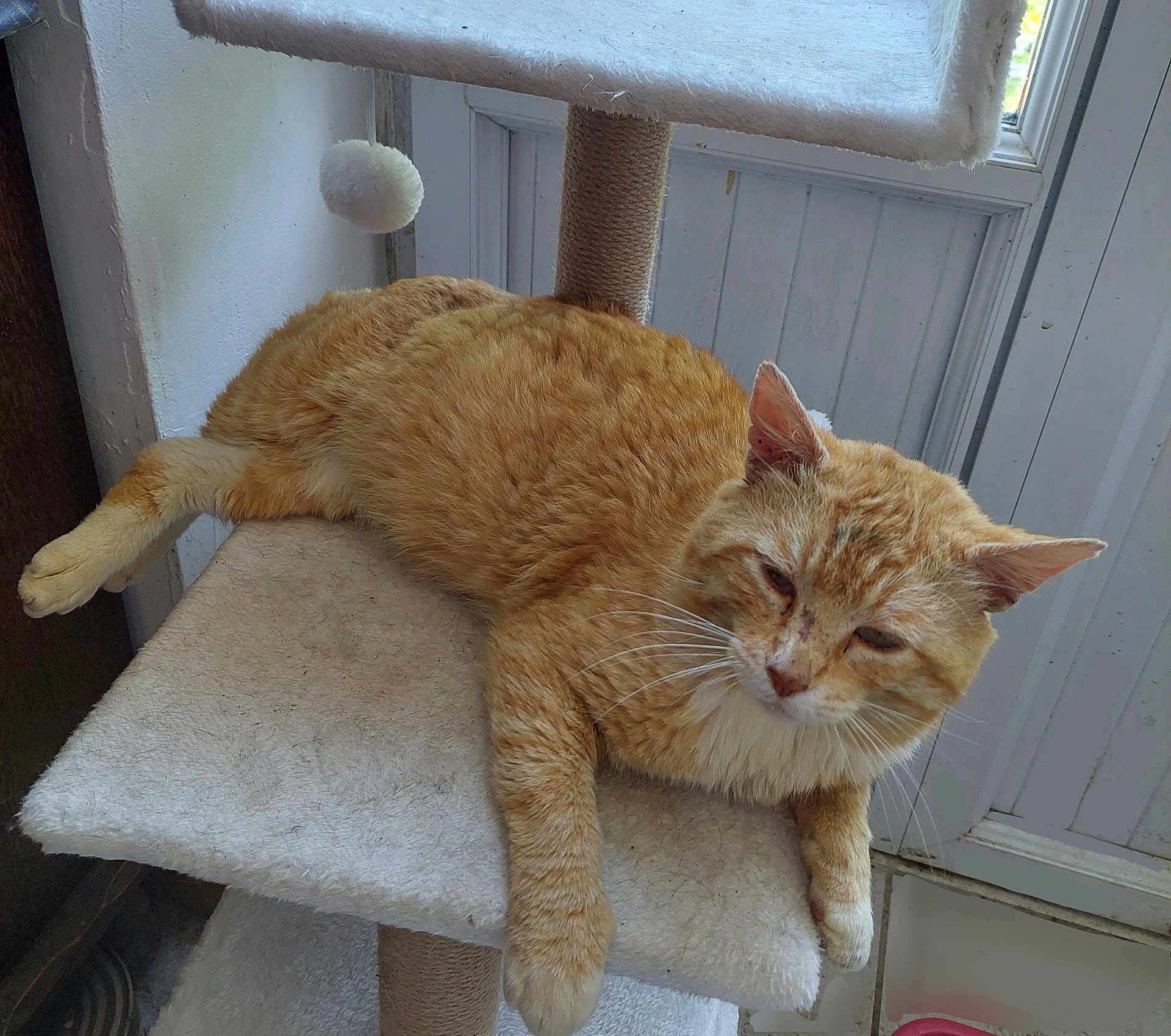 Paprika