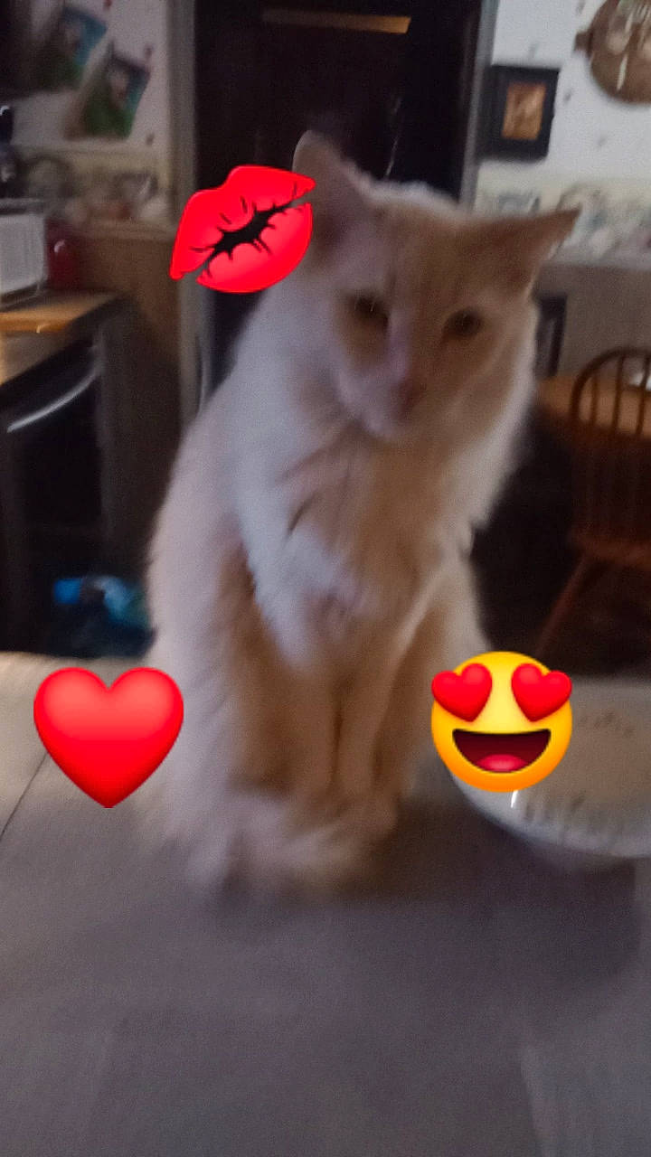 Boog joined the competition — help win amazing prizes! angry_birds, calabaza, carmine, carnivore, cat, chair, domestic_short_haired_cat, emoticon, event, felidae, flooring, fur, paw, petal, red, small_to_medium_sized_cats, snout, tail, toy, whiskers