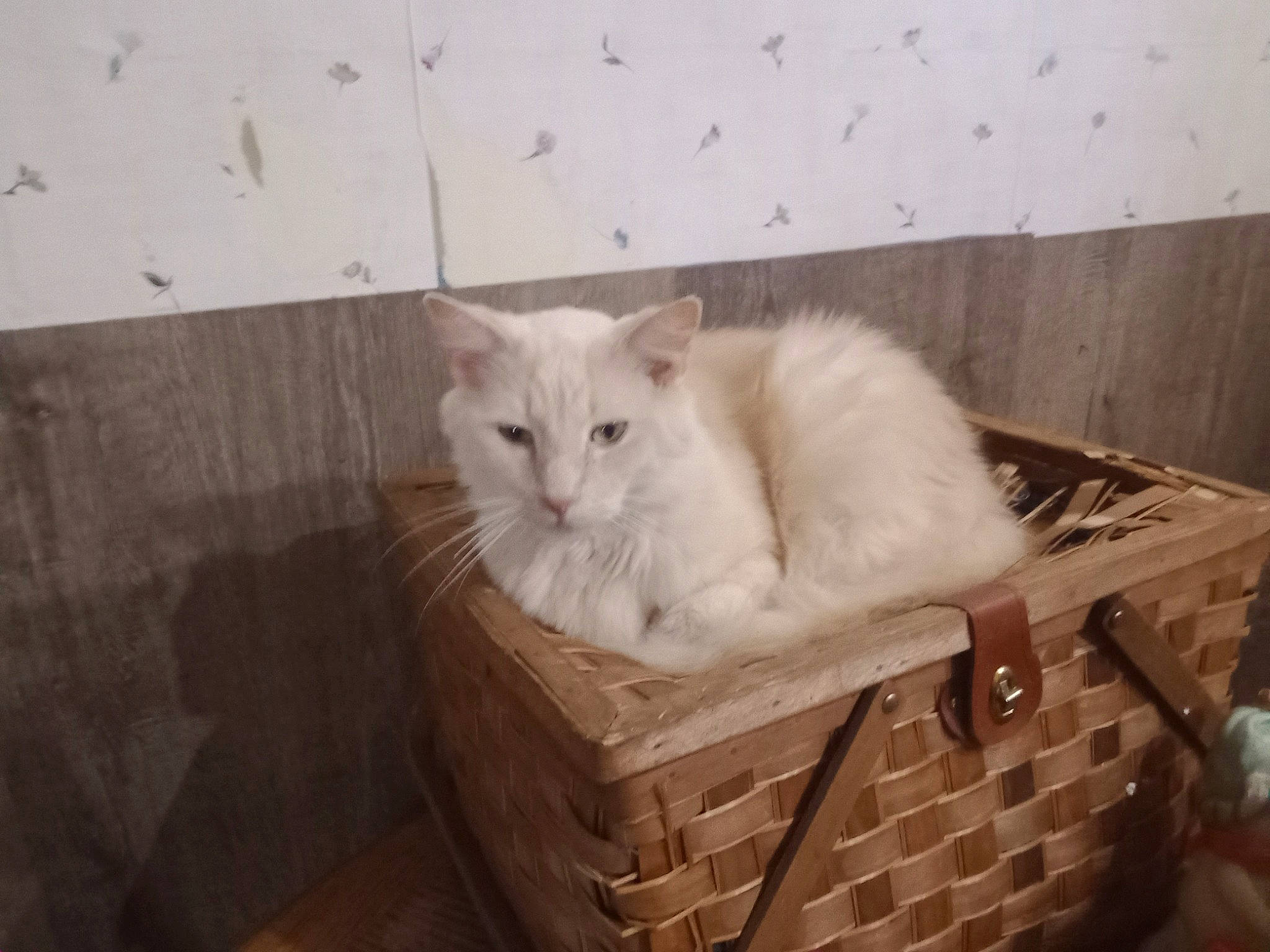 Boog is registered to the contest to win money with this photo: basket, box, carnivore, cat, comfort, domestic_short_haired_cat, fawn, felidae, flooring, fur, hardwood, packing_materials, small_to_medium_sized_cats, snout, tail, terrestrial_animal, whiskers, wood