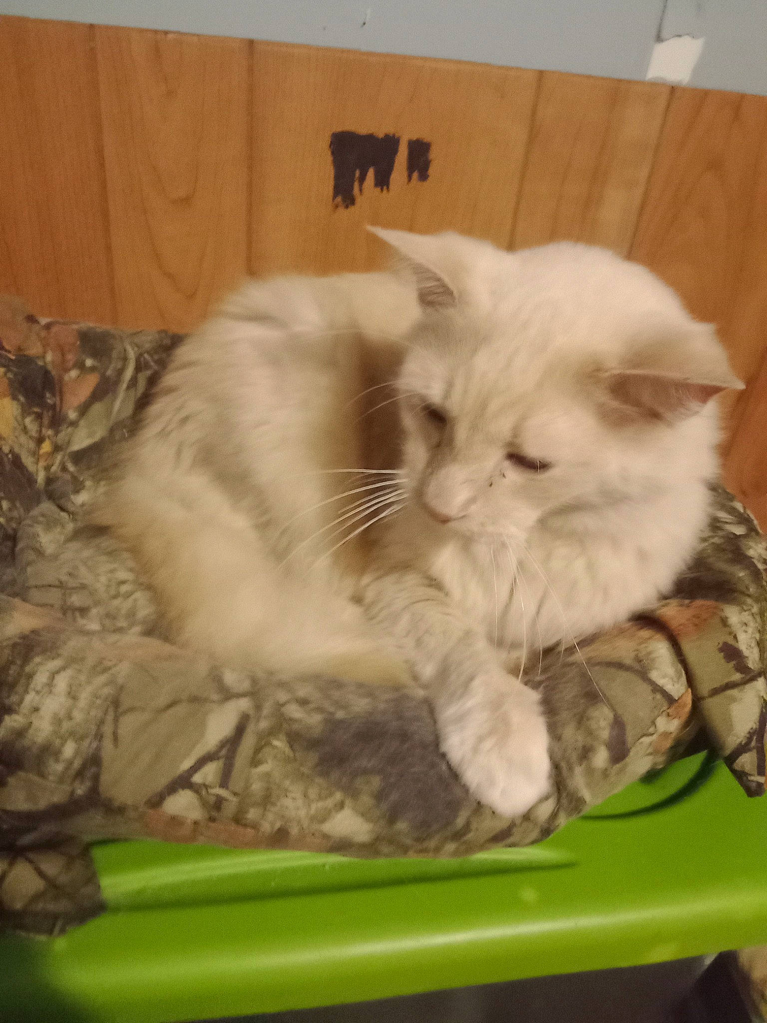 Boog joined the competition — help win amazing prizes! british_longhair, carnivore, cat, claw, comfort, fawn, felidae, fur, paw, ragdoll, small_to_medium_sized_cats, snout, tail, whiskers