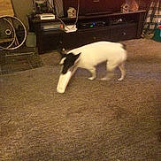 Ziggy joined the competition — help win amazing prizes!