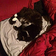 Budda joined the competition — help win amazing prizes!