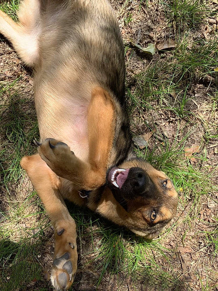 Sadie Bug is registered to the contest to win money with this photo: big_cats, canidae, carnivore, companion_dog, dog, dog_breed, fawn, felidae, fur, grass, lion, liver, paw, snout, sporting_group, tail, terrestrial_animal, whiskers, wildlife, working_animal