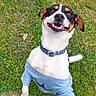 Burger is registered to the contest to win money with this photo: dog, grass, outdoor, pet, happy, smiling, playing, canine, shirt, collar, jumping, animal, nature, fun, excited, fur, ears, tail, tongue, friendly