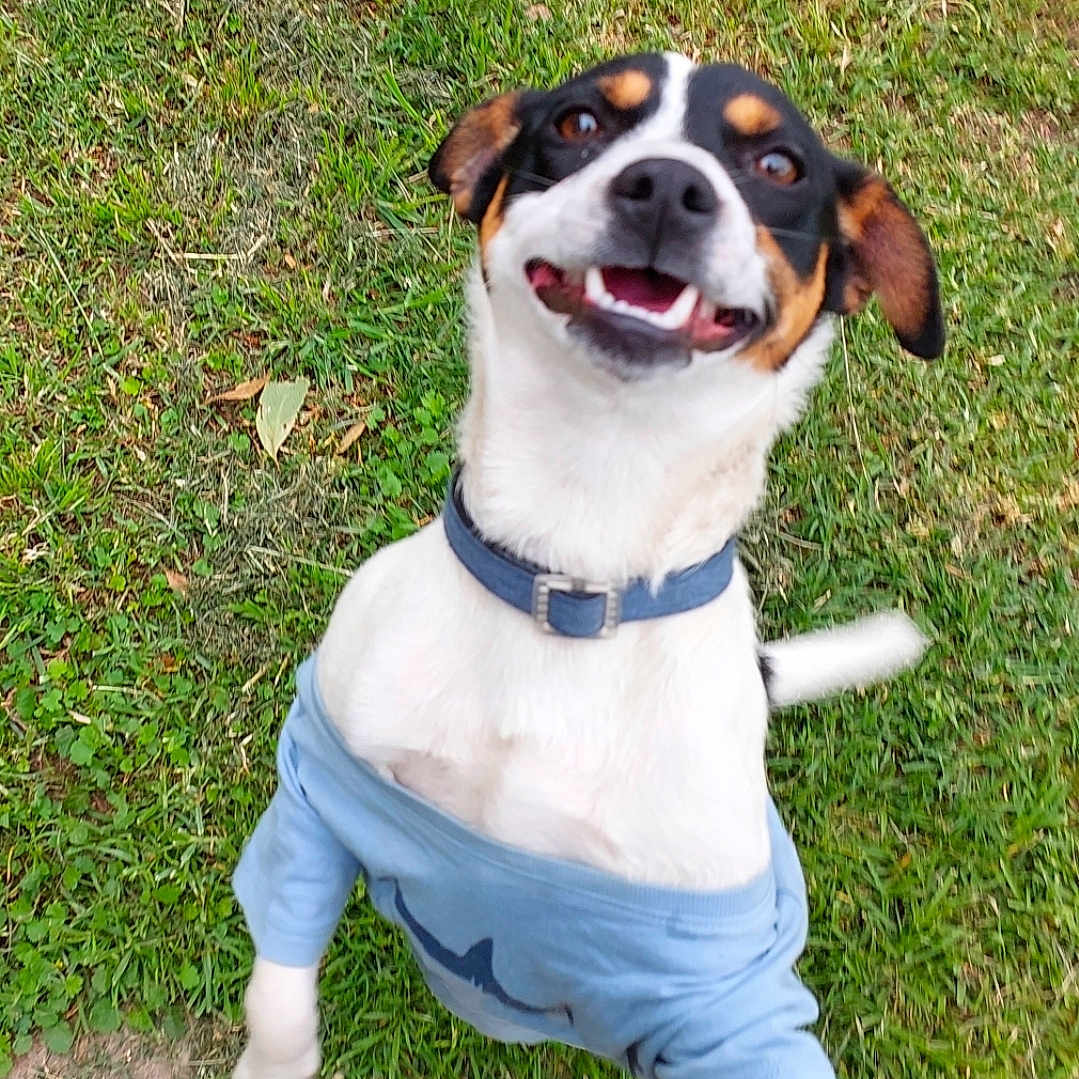 Burger is registered to the contest to win money with this photo: dog, grass, outdoor, pet, happy, smiling, playing, canine, shirt, collar, jumping, animal, nature, fun, excited, fur, ears, tail, tongue, friendly