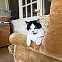 Moo is registered to the contest to win money with this photo: cat, black_and_white, feline, chair, armrest, indoor, domestic, pet, relaxed, fur, yellow_eyes, wooden_cabinet, door, glass_panels, cozy, home, floor, window, furniture, resting