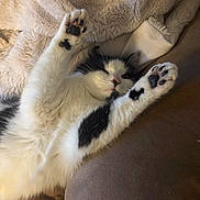 Moo joined the competition — help win amazing prizes! cat, black_and_white, paw, feline, pet, sleeping, relaxed, blanket, couch, cozy, fur, indoor, cute, whiskers, nose, paw_pads, resting, animal, soft, comfort