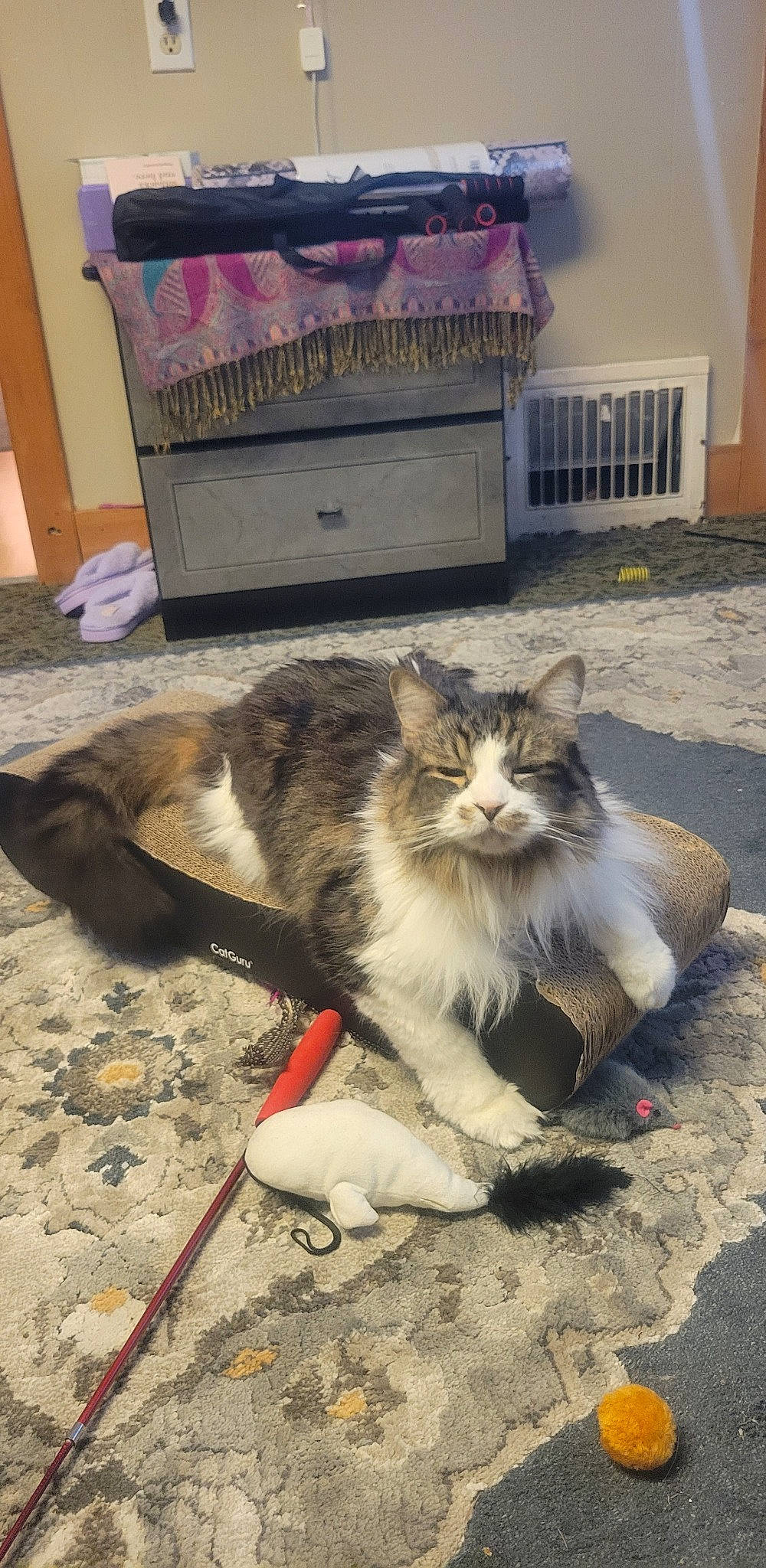 Donald joined the competition — help win amazing prizes! carnivore, cat, claw, domestic_short_haired_cat, fawn, felidae, flooring, fur, paw, road_surface, sand, sitting, small_to_medium_sized_cats, snout, street, tail, terrestrial_animal, whiskers, window, wood