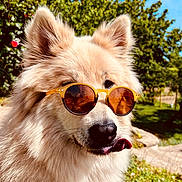 Rhapsody participe au concours pour gagner de l'argent avec cette photo : dog, sunglasses, outdoor, sunny, fluffy, tongue, pet, nature, greenery, summer, closeup, animal, cute, portrait, happy, ears, snout, grass, daylight, playful