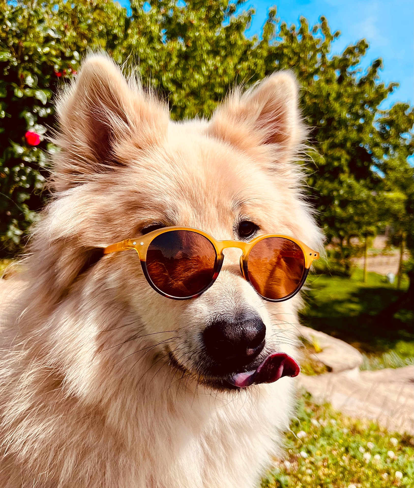 Rhapsody participe au concours pour gagner de l'argent avec cette photo : dog, sunglasses, outdoor, sunny, fluffy, tongue, pet, nature, greenery, summer, closeup, animal, cute, portrait, happy, ears, snout, grass, daylight, playful