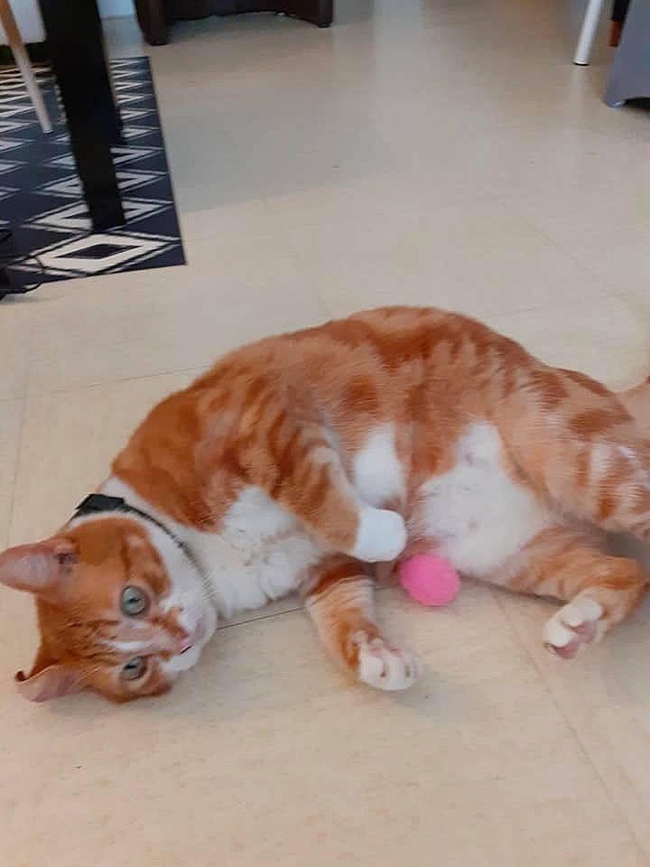 Moun participe au concours pour gagner de l'argent avec cette photo : carnivore, cat, domestic_short_haired_cat, european_shorthair, fawn, felidae, floor, fur, kitten, paw, small_to_medium_sized_cats, sporting_group, tabby_cat, tail, whiskers