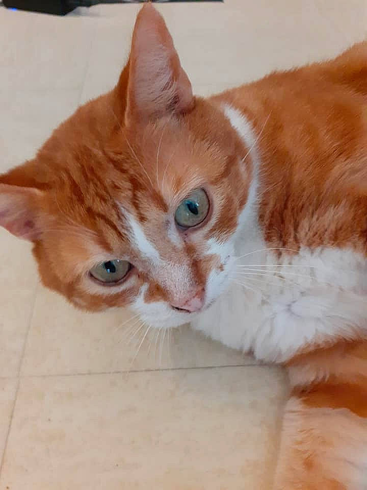 Moun participe au concours pour gagner de l'argent avec cette photo : aegean_cat, american_wirehair, arabian_mau, carnivore, cat, domestic_short_haired_cat, european_shorthair, eye, fawn, felidae, fur, german_rex, kitten, mammal, ojos_azules, small_to_medium_sized_cats, snout, tabby_cat, tail, whiskers