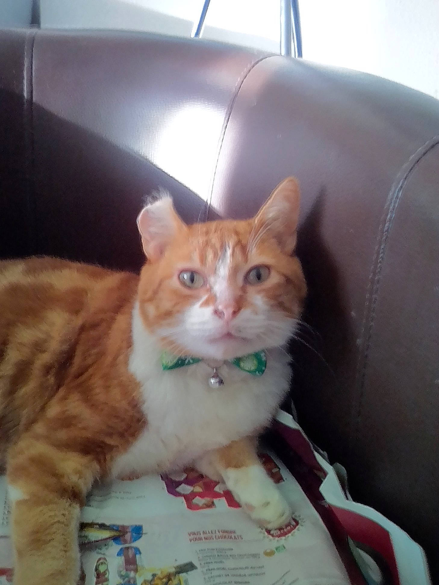 Moun participe au concours pour gagner de l'argent avec cette photo : american_curl, carnivore, cat, domestic_short_haired_cat, european_shorthair, fawn, felidae, german_rex, kitten, small_to_medium_sized_cats, whiskers