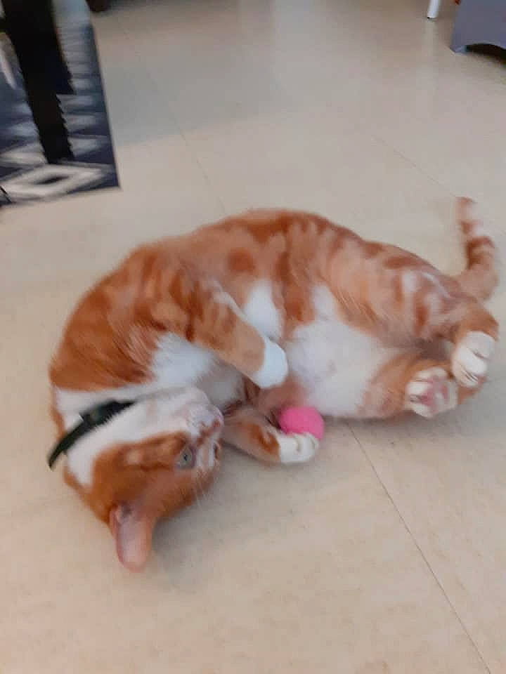 Moun participe au concours pour gagner de l'argent avec cette photo : canidae, carnivore, cat, claw, dog_breed, ear, fawn, felidae, fur, kitten, paw, play, small_to_medium_sized_cats, sporting_group, tail