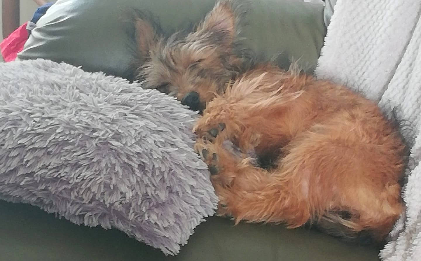 Penelope a rejoint le concours — aidez-le/la à gagner de superbes lots ! australian_terrier, border_terrier, cairn_terrier, canidae, carnivore, companion_dog, dog, dog_breed, dutch_smoushond, glen_of_imaal_terrier, irish_soft_coated_wheaten_terrier, nap, norfolk_terrier, norwich_terrier, puppy, rare_breed_dog, schnoodle, small_terrier, sporting_lucas_terrier, terrier