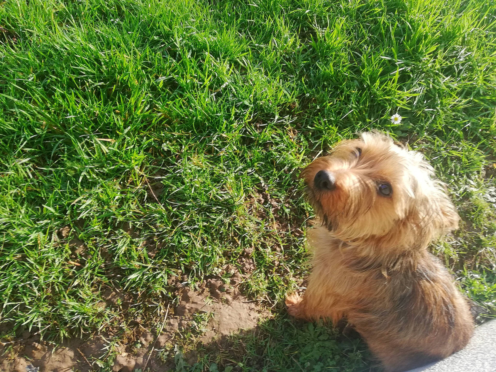 Penelope participe au concours pour gagner de l'argent avec cette photo : bolonka, bosnian_coarse_haired_hound, canidae, carnivore, cockapoo, companion_dog, dog, dog_breed, glen_of_imaal_terrier, grass, havanese, lhasa_apso, mammal, norfolk_terrier, petit_basset_griffon_vendeen, small_terrier, sporting_group, sporting_lucas_terrier, terrier, vertebrate