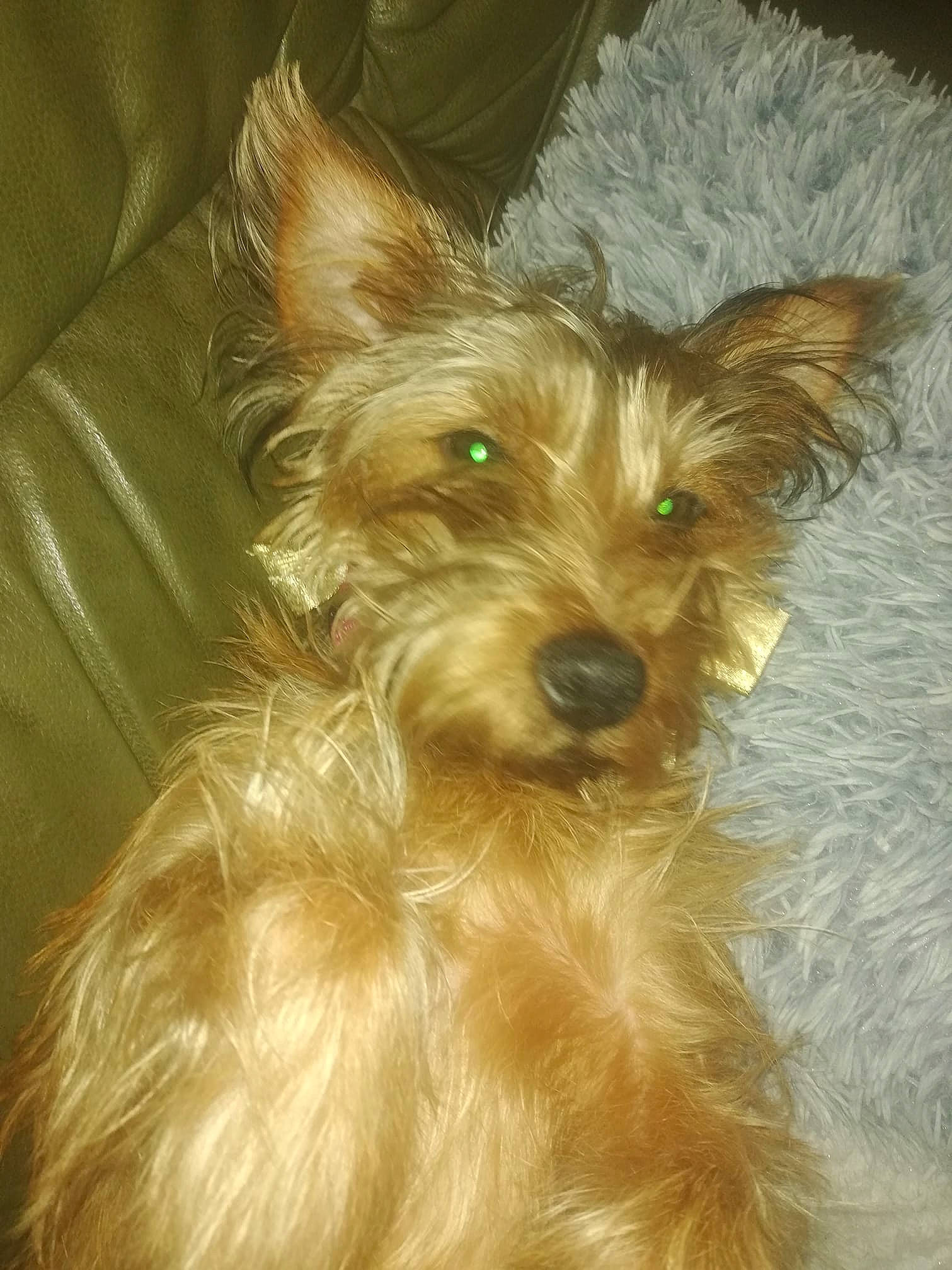 Penelope participe au concours pour gagner de l'argent avec cette photo : australian_silky_terrier, australian_terrier, berger_picard, biewer_terrier, cairn_terrier, canidae, carnivore, companion_dog, dog, dog_breed, glen_of_imaal_terrier, mammal, norwich_terrier, puppy, rare_breed_dog, small_terrier, snout, terrier, vertebrate, yorkshire_terrier