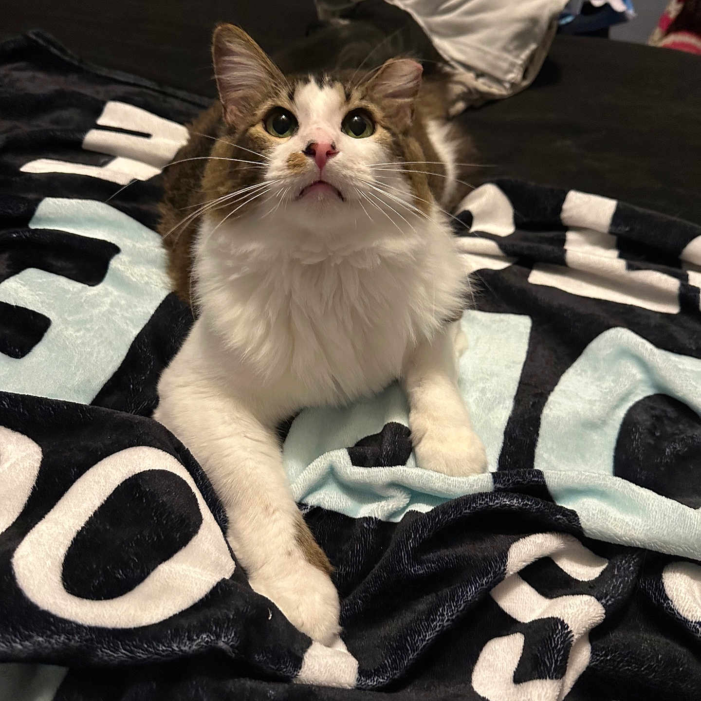Sonny is registered to the contest to win money with this photo: accessories, animal, bag, blanket, cat, clothing, couch, face, furniture, handbag, head, indoors, kitten, laundry, manx, person, pet, photography, portrait, quilt