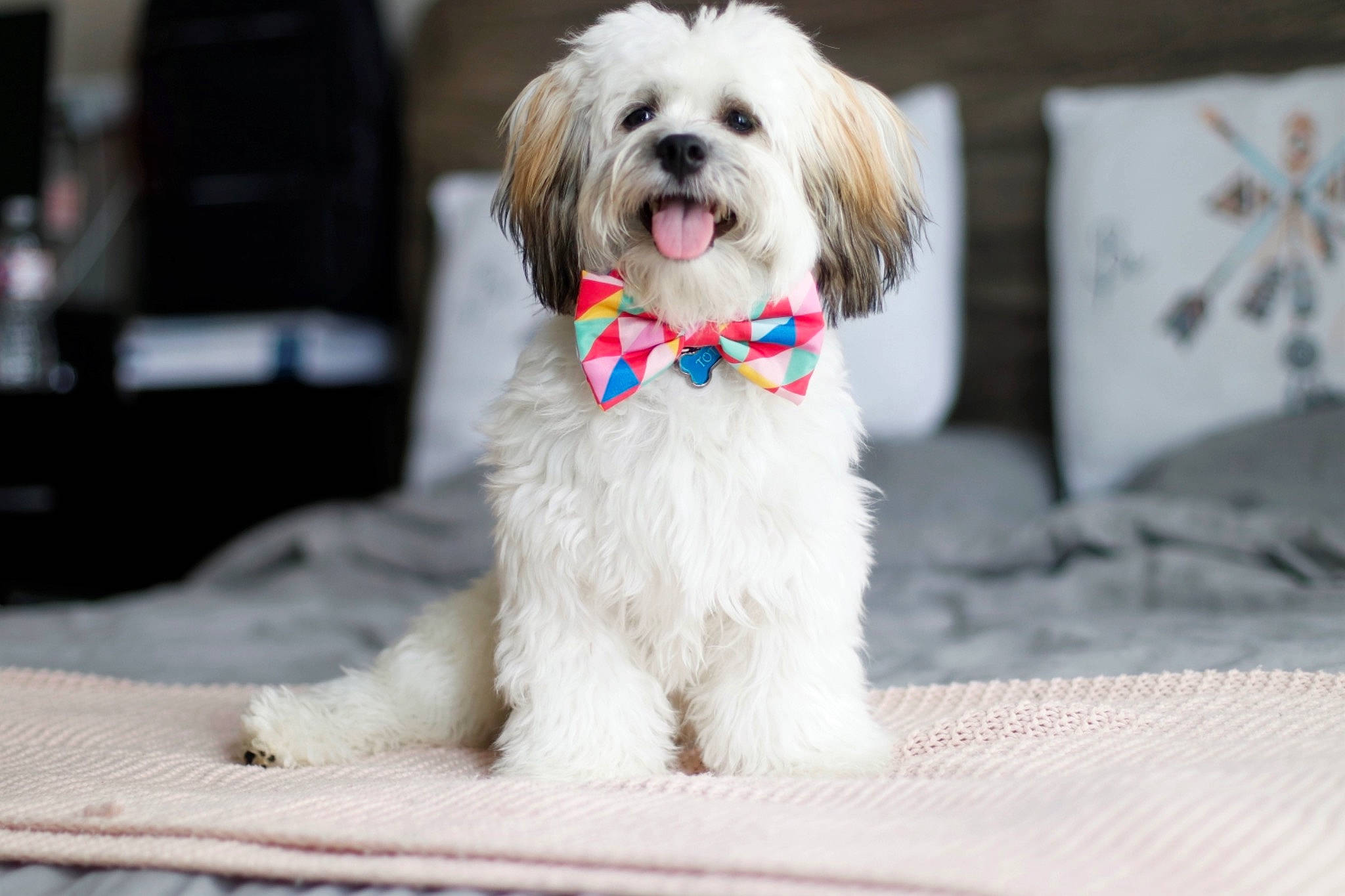 Toto is registered to the contest to win money with this photo: carnivore, collar, companion_dog, dog, dog_breed, dog_clothes, dog_collar, dog_supply, fashion_accessory, fur, leash, liver, mal_shi, pet_supply, shih_poo, small_terrier, terrier, toy_dog, water_dog, working_animal