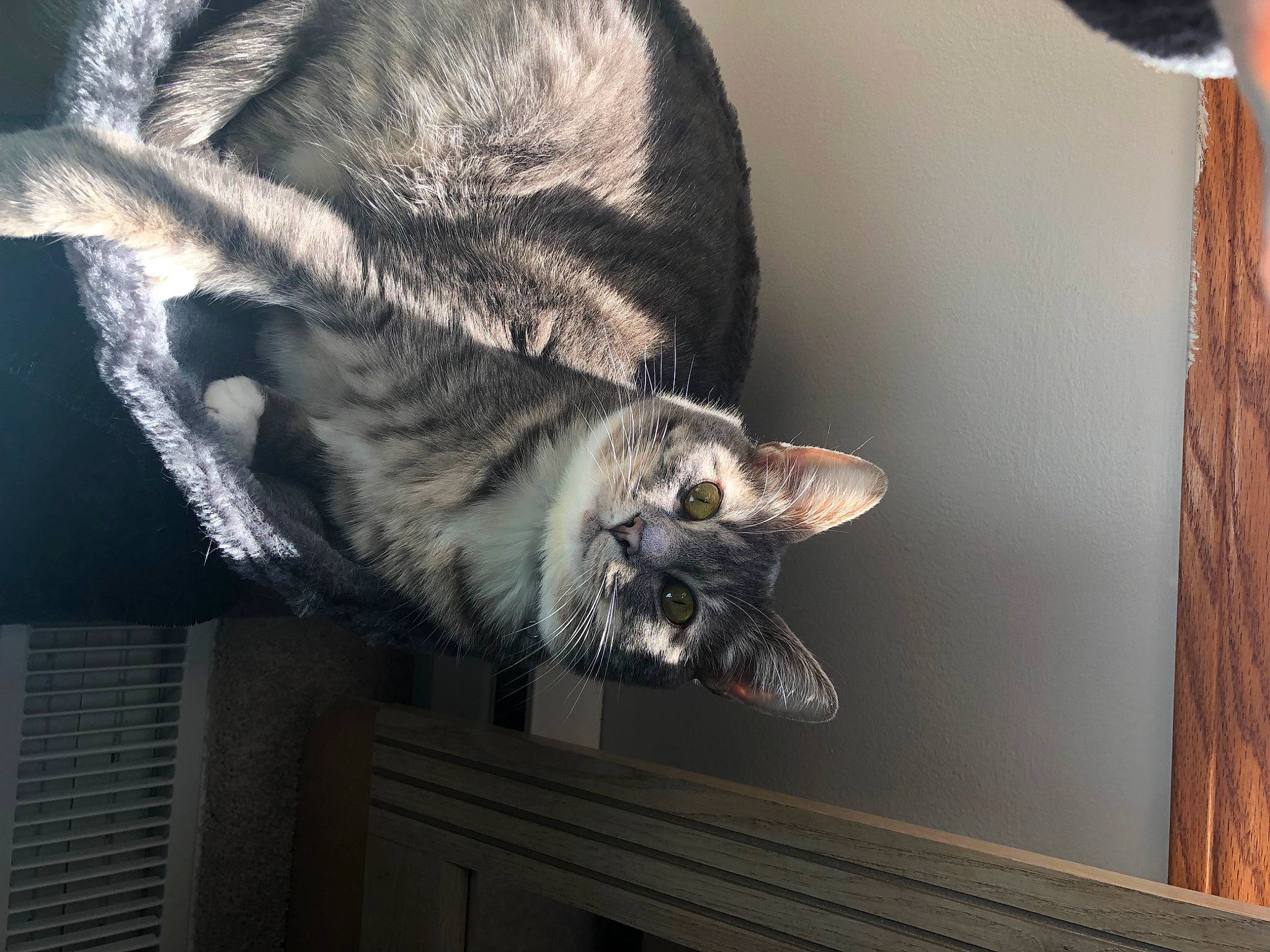 Angel is registered to the contest to win money with this photo: carnivore, cat, dog_breed, domestic_short_haired_cat, felidae, fur, grey, hardwood, small_to_medium_sized_cats, snout, sporting_group, tail, vertebrate, whiskers, wood