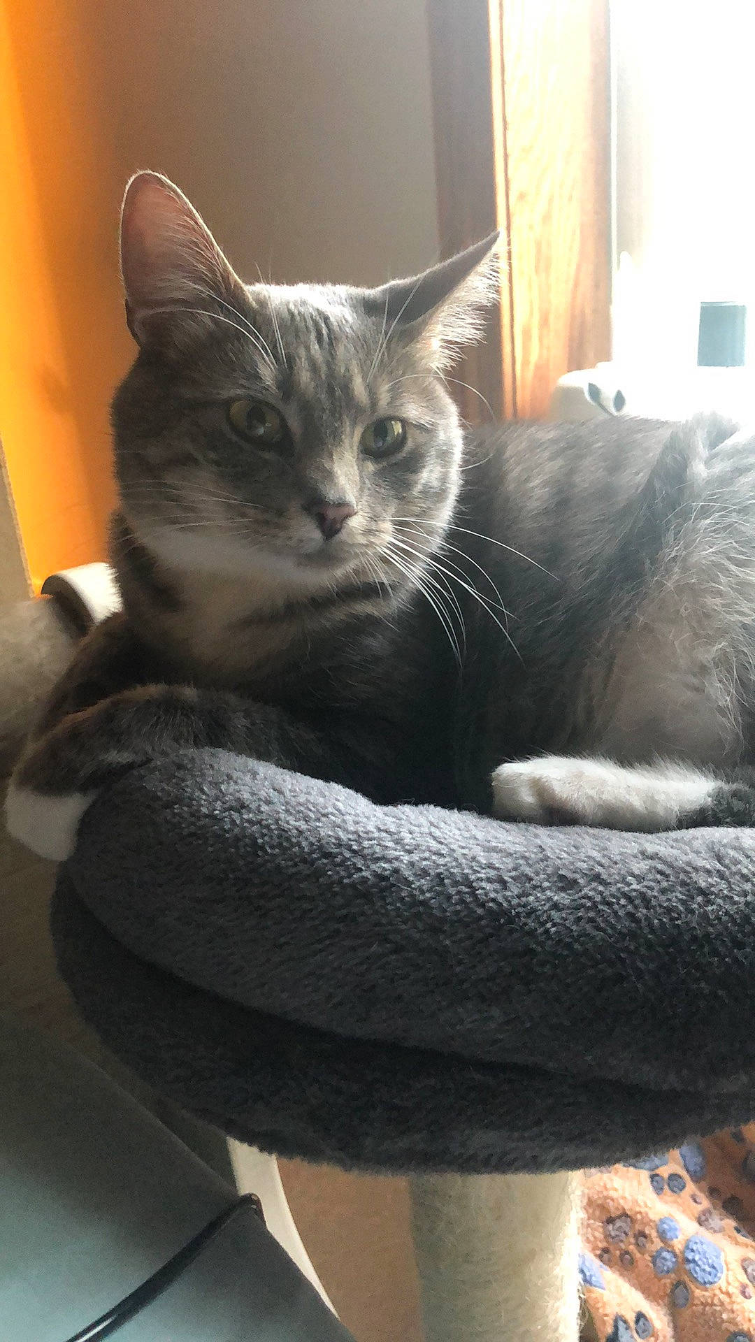 Angel is registered to the contest to win money with this photo: carnivore, cat, cat_furniture, cat_supply, claw, comfort, domestic_short_haired_cat, felidae, fur, grey, mammal, monochrome_photography, paw, room, sitting, small_to_medium_sized_cats, snout, tail, whiskers, window