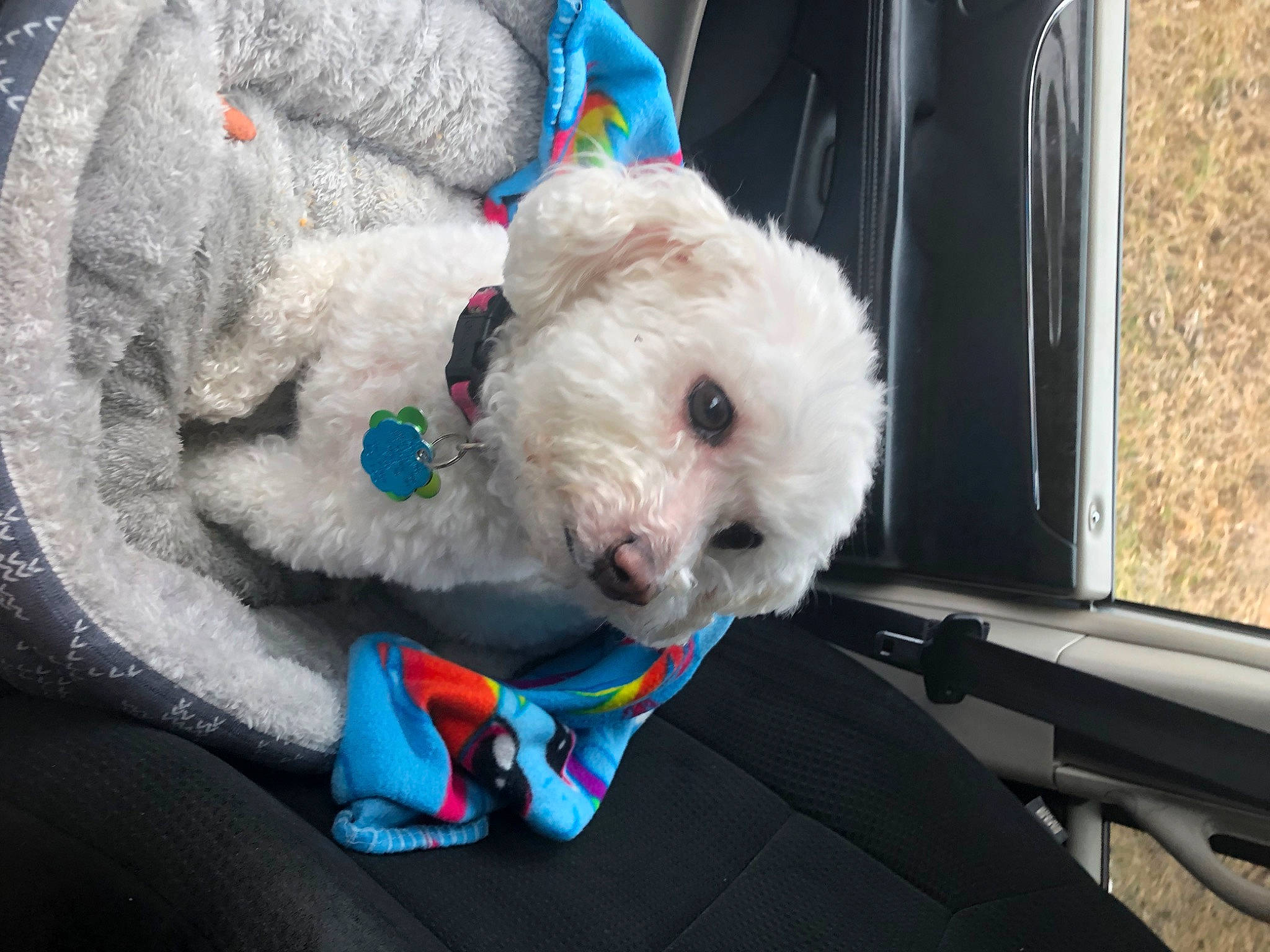 Hilda joined the competition — help win amazing prizes! carnivore, collar, companion_dog, dog, dog_breed, dog_clothes, dog_collar, dog_supply, fur, labradoodle, motor_vehicle, seat_belt, shih_poo, small_terrier, snout, sporting_group, stuffed_toy, terrier, toy, toy_dog