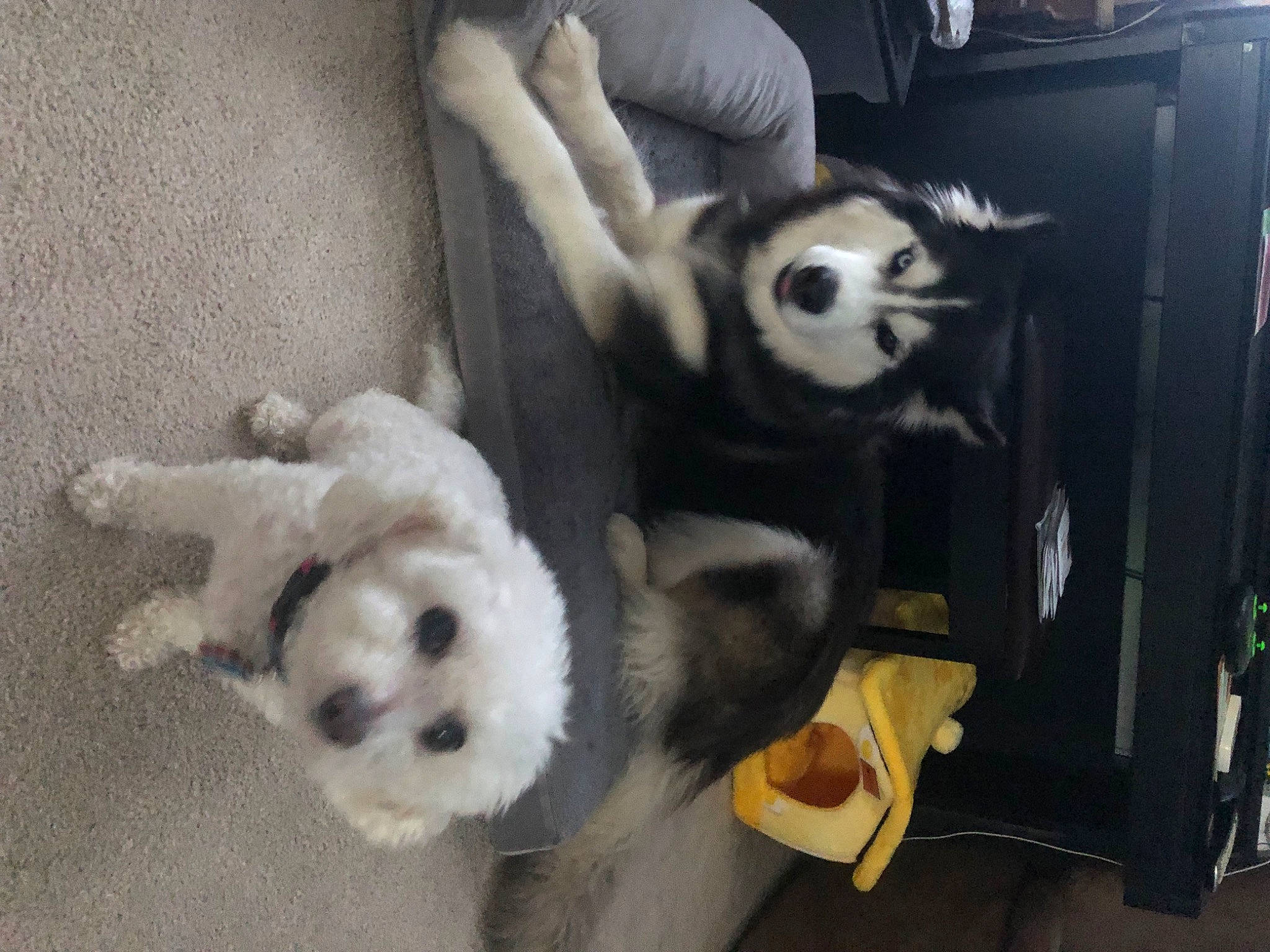 Hilda is registered to the contest to win money with this photo: bear, canidae, carnivore, claw, comfort, companion_dog, dog_breed, fur, natural_material, non_sporting_group, panda, plush, snout, sporting_group, stuffed_toy, tail, terrestrial_animal, toy, working_animal