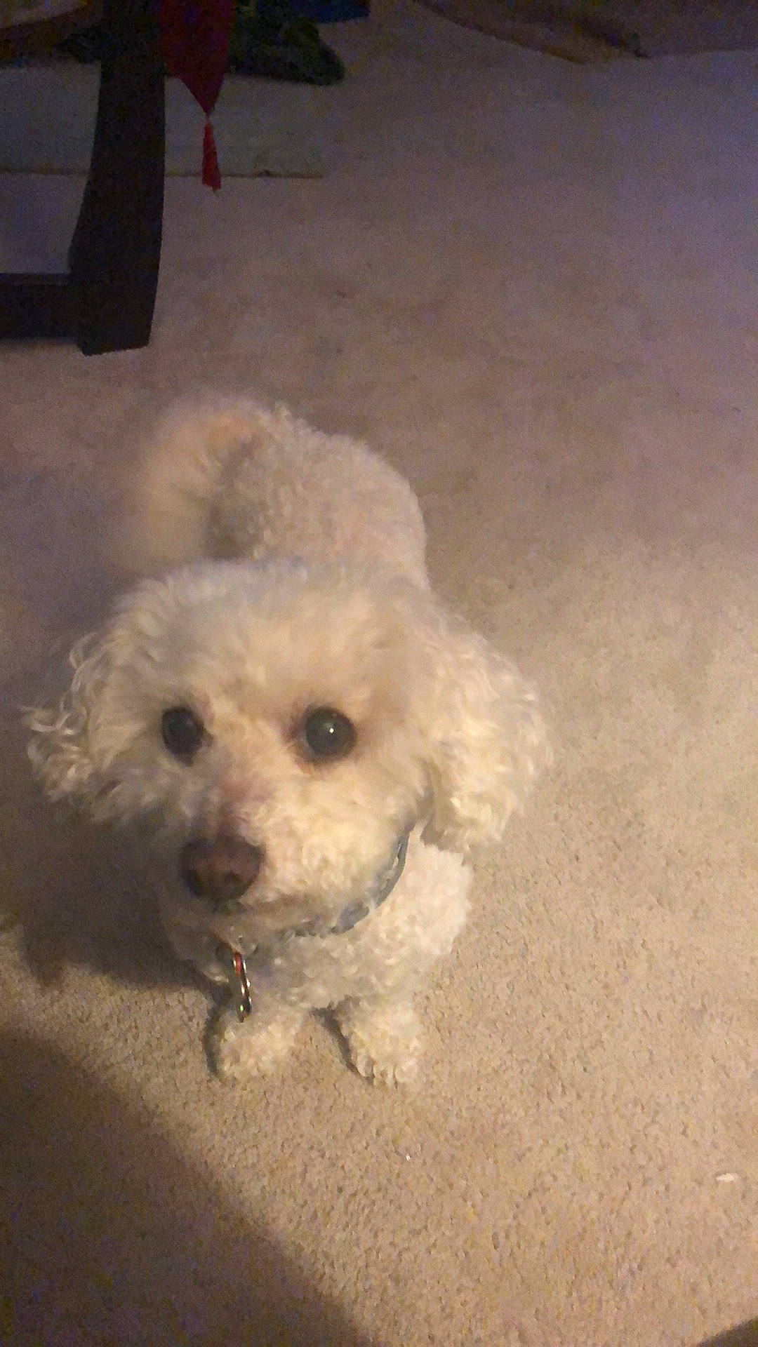 Hilda joined the competition — help win amazing prizes! canidae, carnivore, cockapoo, companion_dog, dog, dog_breed, fur, head, labradoodle, maltepoo, poodle, poodle_crossbreed, puppy, puppy_love, shih_poo, snout, sporting_group, terrier, toy_dog, water_dog