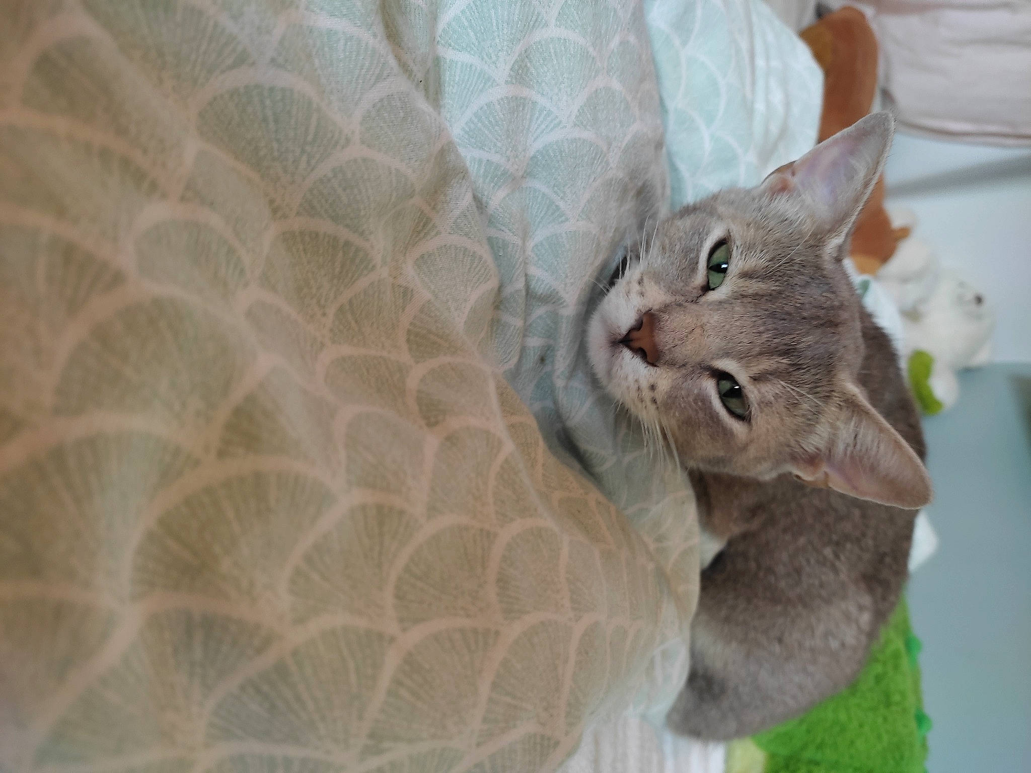 Yoshi participe au concours pour gagner de l'argent avec cette photo : carnivore, cat, cat_supply, comfort, domestic_short_haired_cat, ear, fawn, felidae, fur, grey, pattern, plant, russian_blue, small_to_medium_sized_cats, snout, tail, terrestrial_animal, whiskers