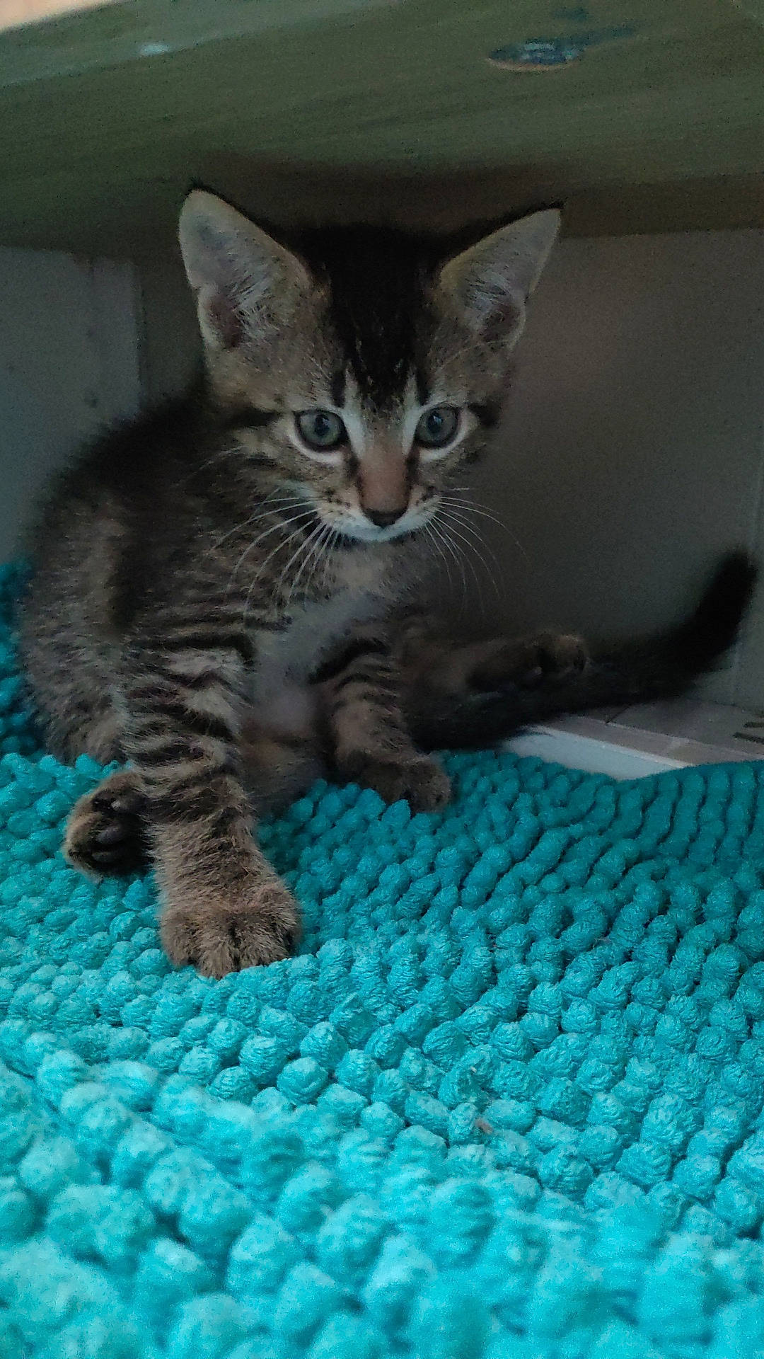 Yoshi participe au concours pour gagner de l'argent avec cette photo : carnivore, cat, cat_supply, claw, domestic_short_haired_cat, electric_blue, felidae, fur, pattern, paw, small_to_medium_sized_cats, snout, tail, terrestrial_animal, whiskers