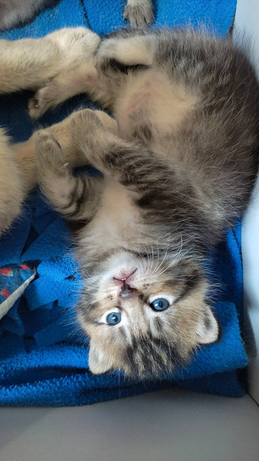 Yoshi participe au concours pour gagner de l'argent avec cette photo : blue, carnivore, cat, claw, comfort, domestic_short_haired_cat, felidae, fur, nap, paw, photo_caption, sleep, small_to_medium_sized_cats, snout, tail, whiskers, yawn