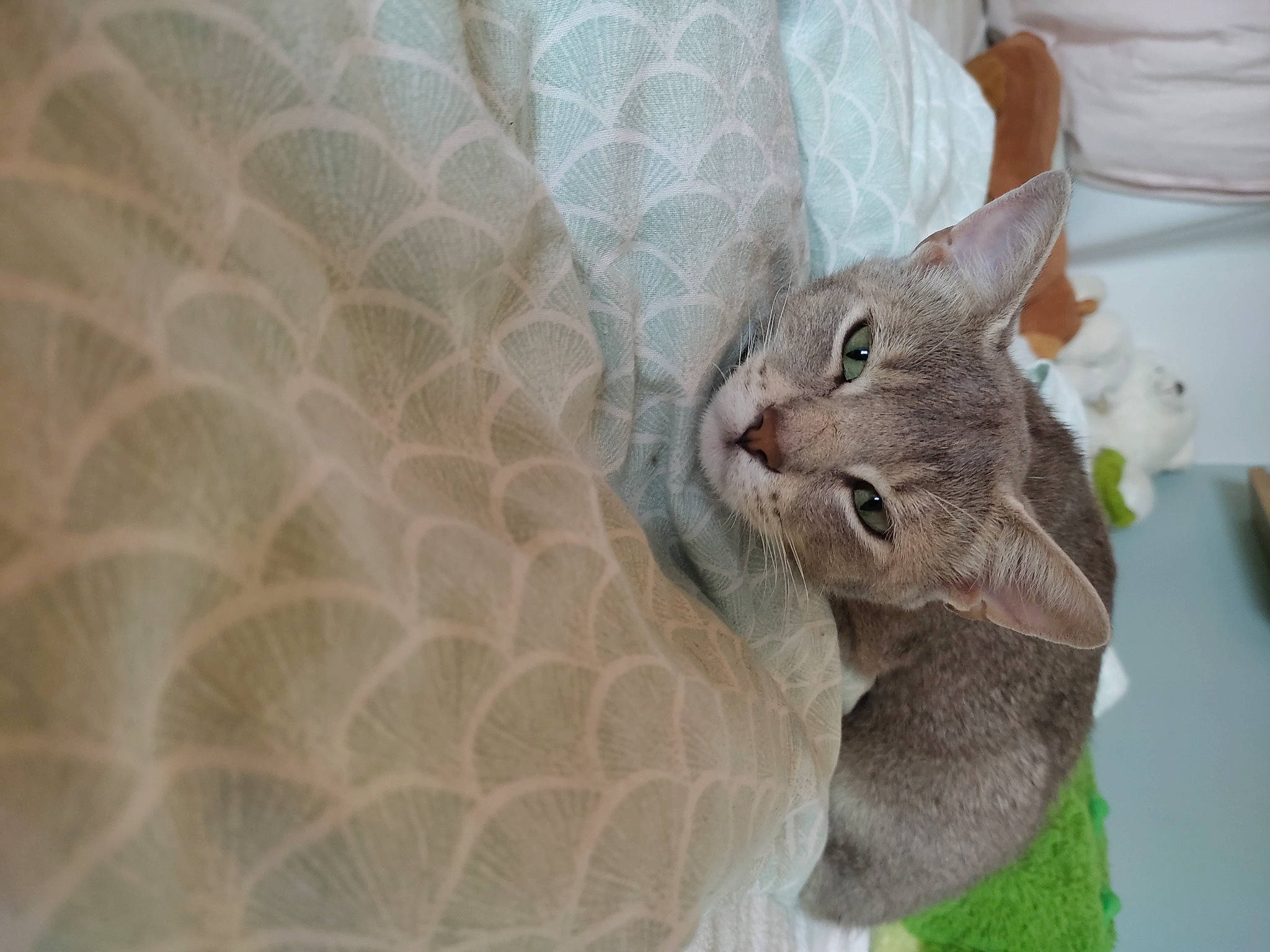 Oréo participe au concours pour gagner de l'argent avec cette photo : carnivore, cat, comfort, domestic_short_haired_cat, ear, fawn, felidae, fur, linens, pattern, peach, plant, small_to_medium_sized_cats, snout, terrestrial_animal, tree, whiskers, window