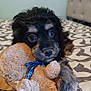 puppy, dog, stuffed_toy, bed, blanket, cuddling, cute, fur, animal, pet, soft_toy, indoor, close_up, young, adorable, playing, resting, brown, black, face