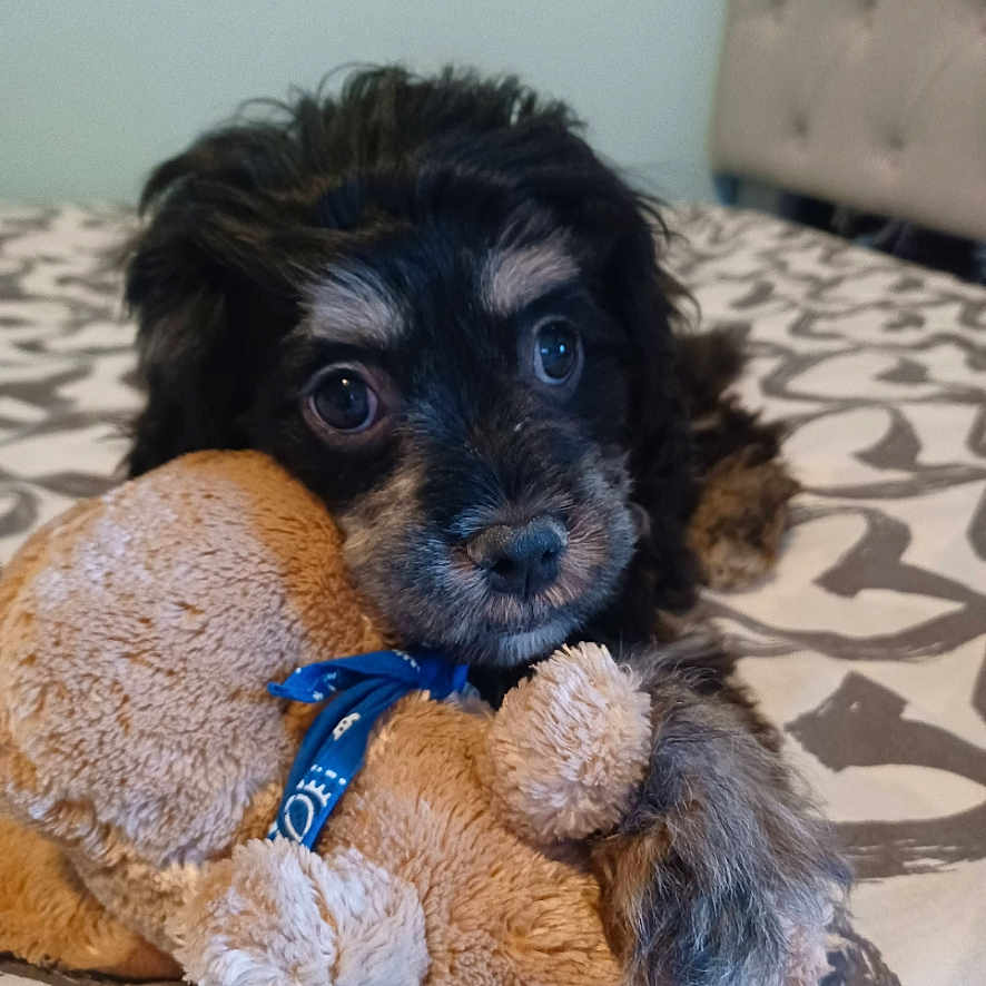 Gizmo is registered to the contest to win money with this photo: adorable, animal, bed, black, blanket, brown, close_up, cuddling, cute, dog, face, fur, indoor, pet, playing, puppy, resting, soft_toy, stuffed_toy, young