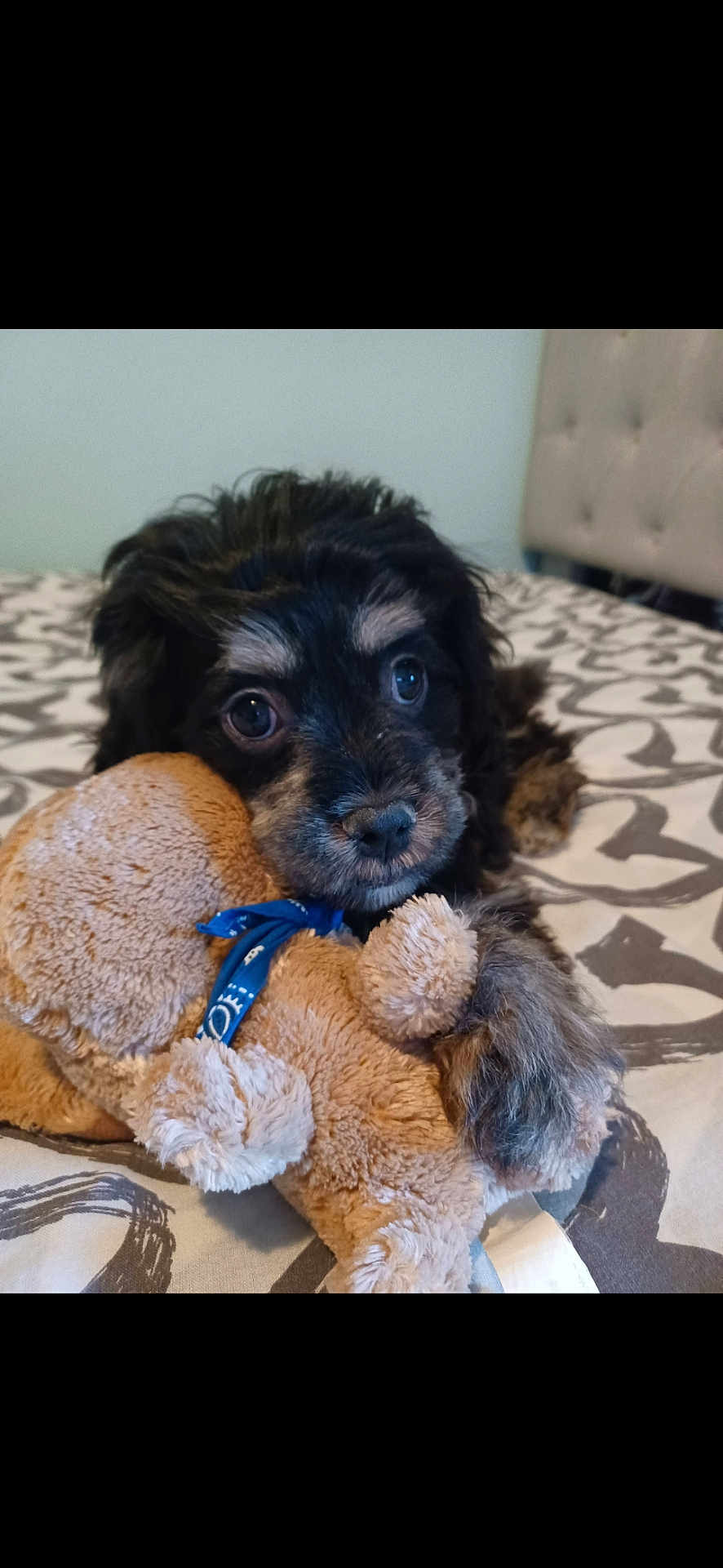 Gizmo is registered to the contest to win money with this photo: puppy, dog, stuffed_toy, bed, blanket, cuddling, cute, fur, animal, pet, soft_toy, indoor, close_up, young, adorable, playing, resting, brown, black, face