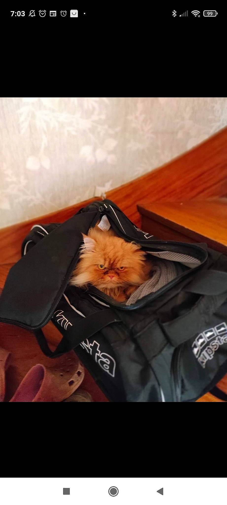 Diablo a rejoint le concours — aidez-le/la à gagner de superbes lots ! bag, baggage, canidae, carnivore, cat, comfort, companion_dog, fashion_accessory, fawn, felidae, fur, leather_jacket, orange, sleeve, small_to_medium_sized_cats, snout, sporting_group, tail, whiskers, wood