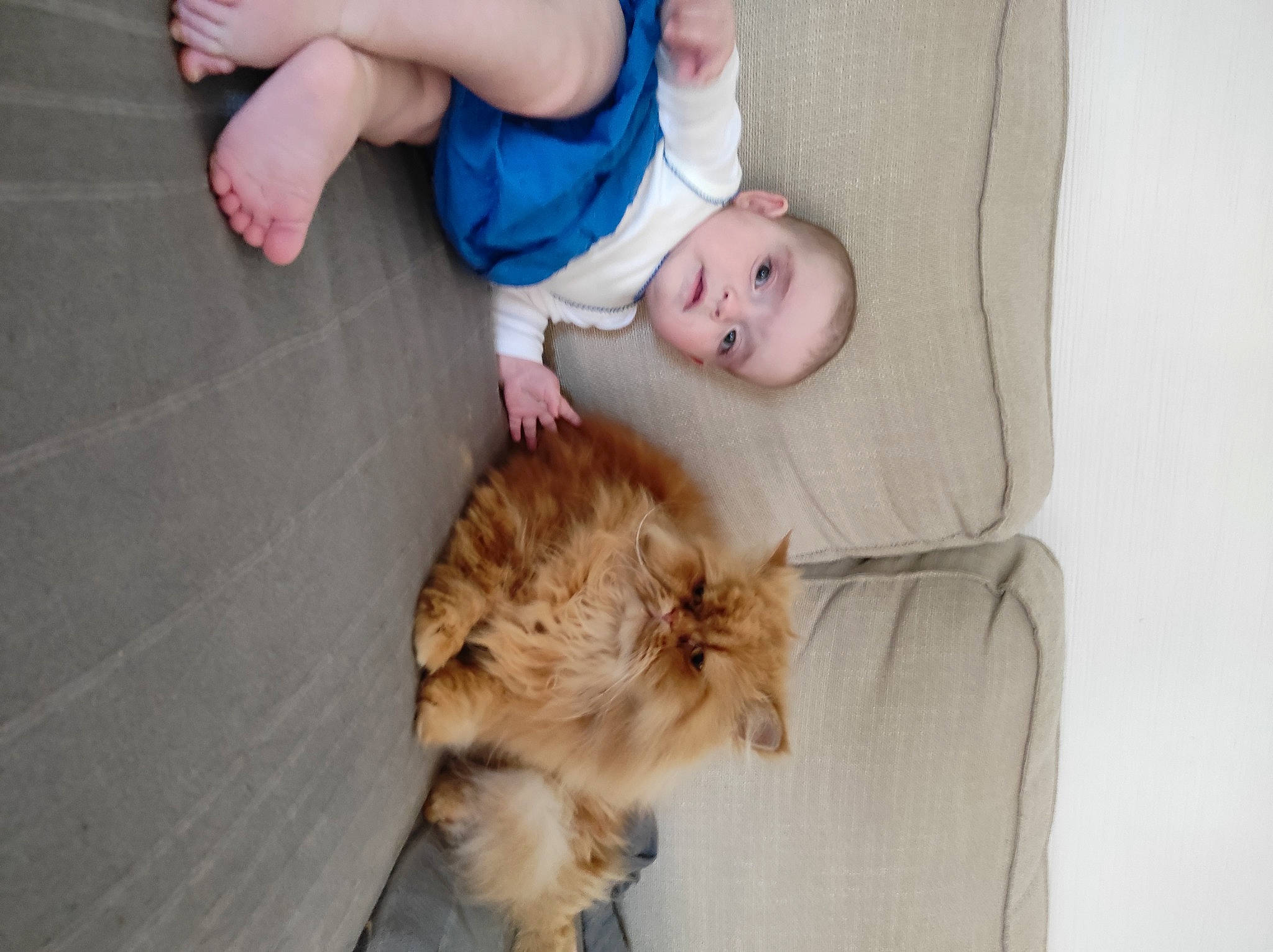 Diablo participe au concours pour gagner de l'argent avec cette photo : baby_toddler_clothing, carnivore, cat, child, comfort, companion_dog, dog_breed, domestic_short_haired_cat, fawn, felidae, flooring, fur, happy, sitting, skin, small_to_medium_sized_cats, tail, toddler, vertebrate, whiskers