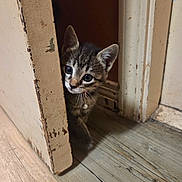 Stormie joined the competition — help win amazing prizes! kitten, cat, tabby, door, wooden_floor, peeking, curious, indoor, pet, young_animal, whiskers, ears, flooring, home, animal, feline, cute, small, playful, collar