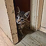 kitten, cat, tabby, door, wooden_floor, peeking, curious, indoor, pet, young_animal, whiskers, ears, flooring, home, animal, feline, cute, small, playful, collar