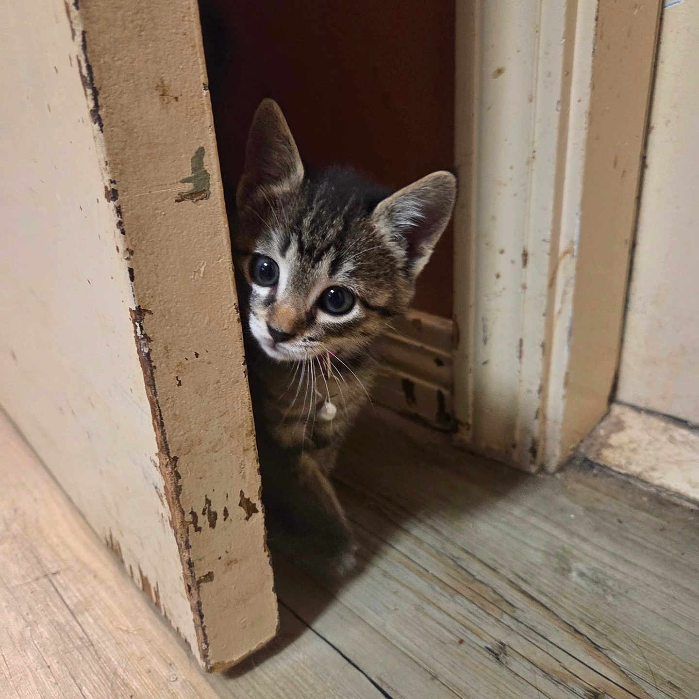 Stormie joined the competition — help win amazing prizes! animal, cat, collar, curious, cute, door, ears, feline, flooring, home, indoor, kitten, peeking, pet, playful, small, tabby, whiskers, wooden_floor, young_animal