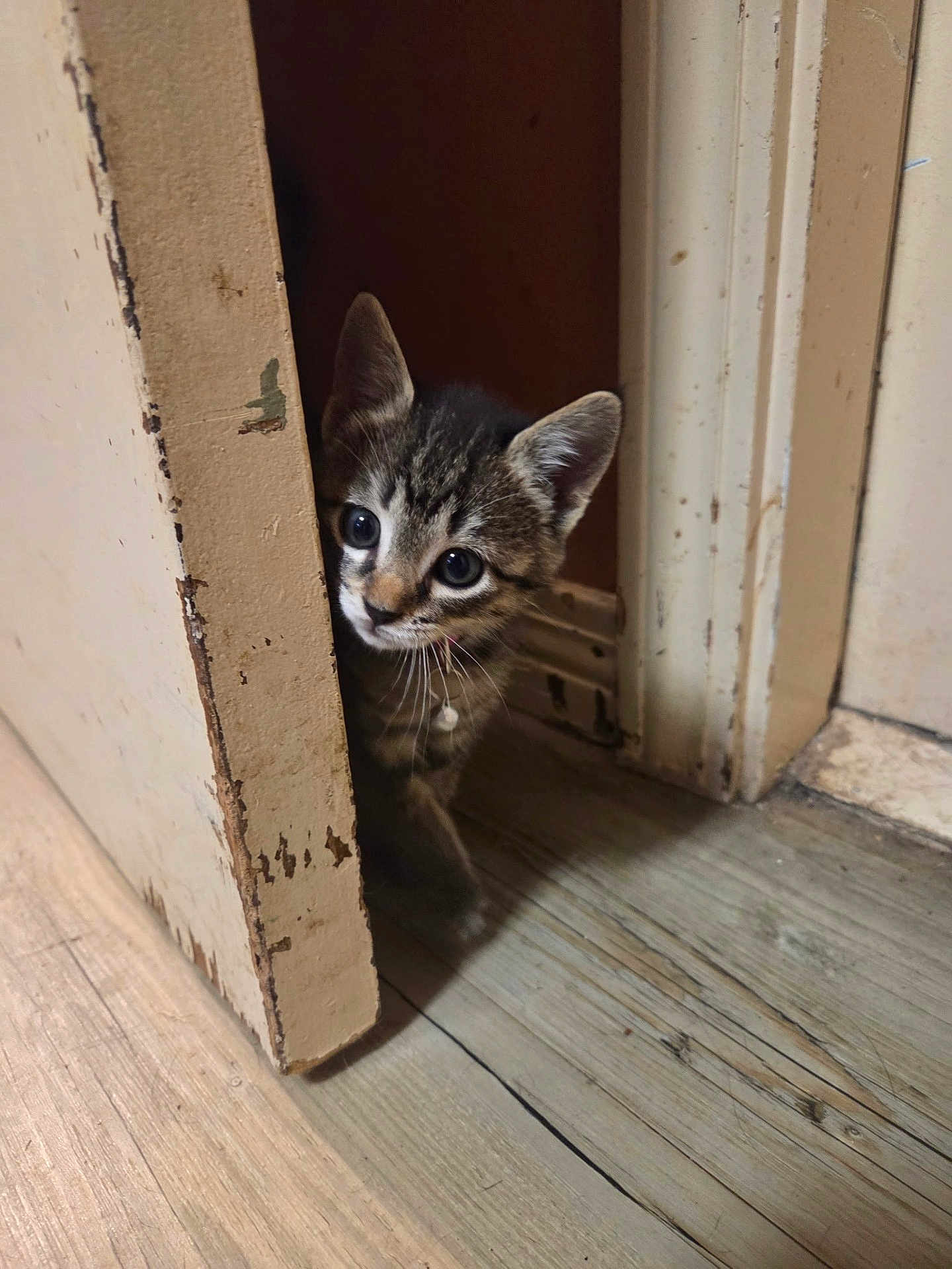 Stormie joined the competition — help win amazing prizes! kitten, cat, tabby, door, wooden_floor, peeking, curious, indoor, pet, young_animal, whiskers, ears, flooring, home, animal, feline, cute, small, playful, collar