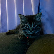 Kookie is registered to the contest to win money with this photo: animal, bell, cat, collar, couch, curtain, cute, dark, ears, feline, fur, indoor, kitten, mammal, pet, purple, resting, tabby, whiskers, young