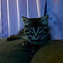 animal, bell, cat, collar, couch, curtain, cute, dark, ears, feline, fur, indoor, kitten, mammal, pet, purple, resting, tabby, whiskers, young
