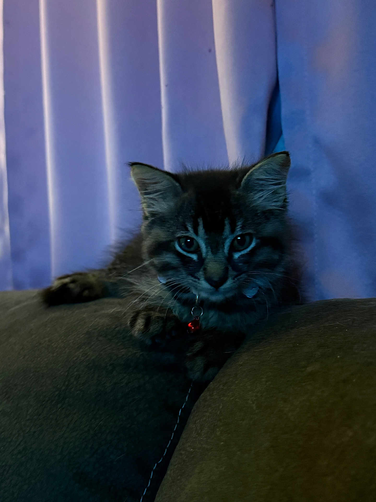 Kookie is registered to the contest to win money with this photo: animal, bell, cat, collar, couch, curtain, cute, dark, ears, feline, fur, indoor, kitten, mammal, pet, purple, resting, tabby, whiskers, young