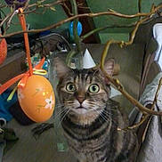 Le Chat a rejoint le concours — aidez-le/la à gagner de superbes lots ! animal, blue_egg, branch, cat, colorful, curious, decorations, easter_eggs, furniture, green_background, indoor, orange_egg, pet, purple_egg, red_egg, tabby, vase, whiskers, wide_eyes, wooden_table