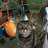 animal, blue_egg, branch, cat, colorful, curious, decorations, easter_eggs, furniture, green_background, indoor, orange_egg, pet, purple_egg, red_egg, tabby, vase, whiskers, wide_eyes, wooden_table