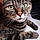 Le Chat